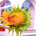 english nurse spain sunflower photo from the garden of Jubilee House, Penoncillo, Torrox Costa, Spain